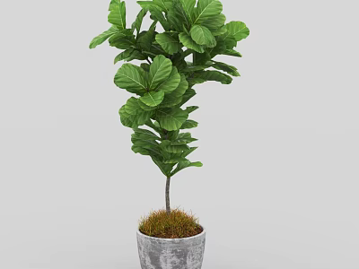 Large Leafy Green Bonsai Potted Plant In Gray Ceramic Pot With Moss 3d model