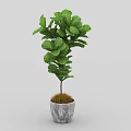 Large Leafy Green Bonsai Potted Plant In Gray Ceramic Pot With Moss