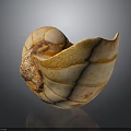 Nautilus Shell Displaying Orange White Stripes Spiral Shape Smooth Surface And Irregular Edge 3d model