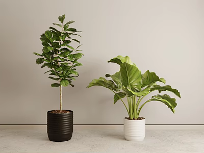 Indoor Potted Plants With Black And White Pots Green Foliage And Gray Background 3d model