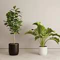 Indoor Potted Plants With Black And White Pots Green Foliage And Gray Background