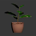Potted Houseplant With Variegated Green Leaves And Yellow Edges In Terracotta Pot On Dark Background