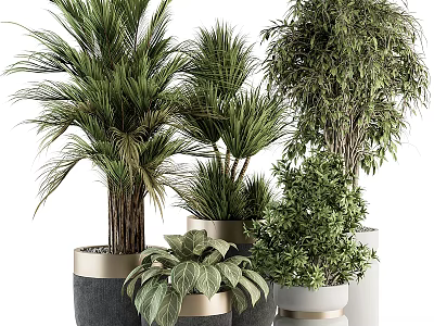 Assorted Indoor Potted Plants Including Palm Bamboo And Greenery In Modern Planters 3d model