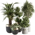 Assorted Indoor Potted Plants Including Palm Bamboo And Greenery In Modern Planters