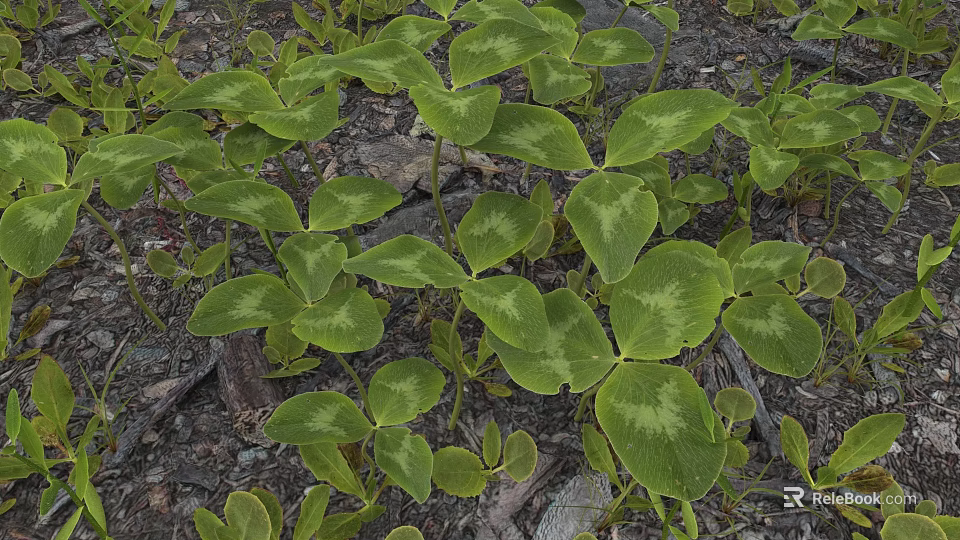 Green Clover Like Plants With Light Green Variegated Leaves Growing On Stony And Earthy Soil 3d model 