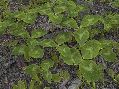 Green Clover Like Plants With Light Green Variegated Leaves Growing On Stony And Earthy Soil 3d model