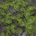 Green Clover Like Plants With Light Green Variegated Leaves Growing On Stony And Earthy Soil