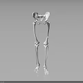 3D Anatomical Model of Human Pelvis and Leg Bones Detailed Structure