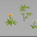 Green Leafy Plants With Yellow And White Flowers On Black Background