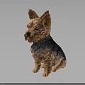 Detailed Yorkshire Terrier Sculpture in Sitting Pose with Realistic Fur Texture