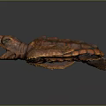 Baby Turtle With Orange Red Shell And Open Mouth On Dark Background
