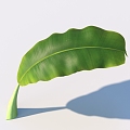 vegetables, vegetable leaves, leaves, food 3d model