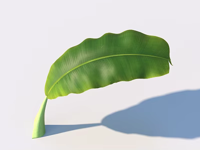 Large Green Banana Leaf With Visible Veins On Light Background And Shadow 3d model