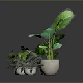 Various Green Leafy Potted Plants In White Pots With Different Sizes And Indoor Arrangement