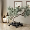 Lush Pine Bonsai Tree in Black Turtle Shaped Pot with Traditional Paintings and Lantern Decorations