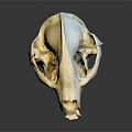 White Animal Skull With Sharp Teeth And Reflection On Dark Background Surface
