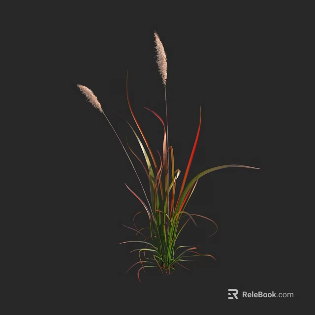 Slender Leaf Plant With Red Green Stripes And White Spikelets On Black Background 3d model 