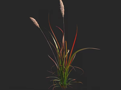 Slender Leaf Plant With Red Green Stripes And White Spikelets On Black Background 3d model