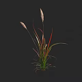 Slender Leaf Plant With Red Green Stripes And White Spikelets On Black Background