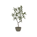 Bonsai Potted Plant With Fresh Green Leaves And Natural Branches On Decorative Stone Base