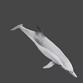 Graceful Dolphin Swimming In Deep Ocean With Sleek Body And Long Beak