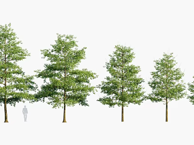 Various Green Leafy Trees With Different Sizes And Silhouette Figure For Landscape 3d model