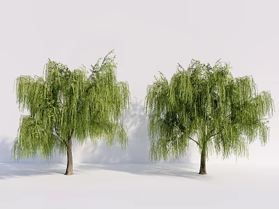 Two Willow Trees With Drooping Branches And Lush Green Leaves Against White Backdrop 3d model
