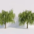 Two Willow Trees With Drooping Branches And Lush Green Leaves Against White Backdrop 3d model