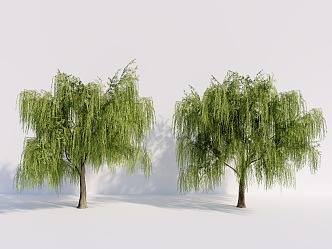 Willow dry willow weeping willow 3d model