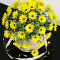 Fresh Yellow Sunflowers in Burlap Sack Vase Against White Brick Wall