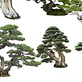 Ornamental Pine Trees with Curved Trunks and Lush Foliage in Bonsai Design