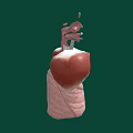 3D Anatomical Illustration of Thoracic Organs Featuring Lungs Trachea and Structures