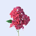 Vibrant Pink Hydrangea Flowers with Fresh Green Leaves on Light Blue Background