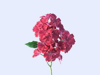 Vibrant Pink Hydrangea Flowers with Fresh Green Leaves on Light Blue Background 3d model