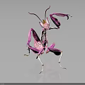 Vibrant Pink Orchid Mantis Insect Displaying Unique Body Structure And Transparent Wings