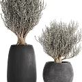 Elegant Bonsai Plants in Black Pots with Exposed Roots and Grayish Branches for Indoor Decor
