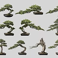 Various Bonsai Plants With Artistic Shapes And Decorative Bases For Indoor Decor