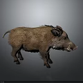 Brown Furred Wild Boar With Sharp Tusks Standing On Gray Background