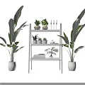 Succulent Plants Arrangement On White Ladder Shelf With Large Green Plants Indoor