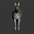Zebra With Black And White Stripes Standing On Dark Background With Reflection 3d model
