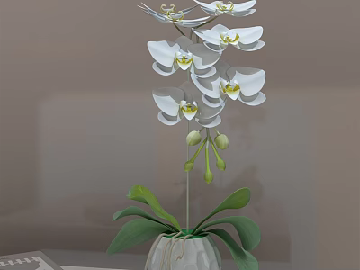 White Orchid Potted Plant with White Flowers Green Leaves in Simple White Pot 3d model
