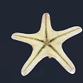 Orange Starfish With Five Arms And White Spots On Dark Background
