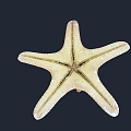 Modern Starfish 3d model