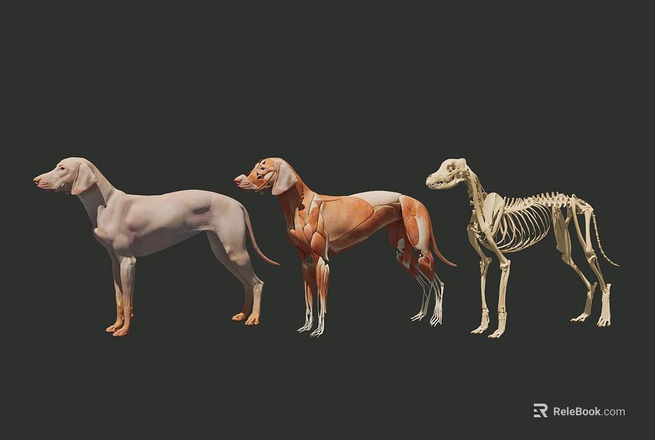 Detailed Reptile Anatomical Models Displaying Skin Muscle And Skeleton Structures 3d model 