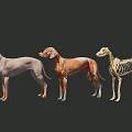 Detailed Reptile Anatomical Models Displaying Skin Muscle And Skeleton Structures