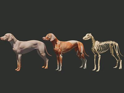 Detailed Reptile Anatomical Models Displaying Skin Muscle And Skeleton Structures 3d model