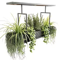 Modern Indoor Hanging Planter with Metal Frame Various Green Plants Ferns Trailing Vines