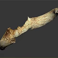 Crescent Shaped Animal Horn With Amber Crystals And Natural Texture On Dark Background