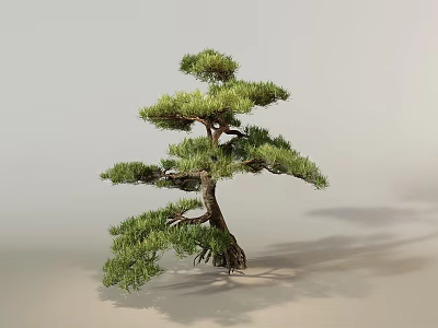 Artistic Bonsai Pine Tree With Twisted Trunk Exposed Roots And Lush Foliage 3d model