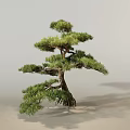 New Landscape Tree Welcome Pine Garden Tree Pine Tree 3d model